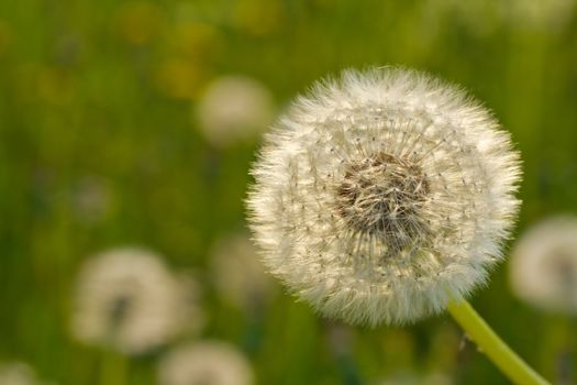 close-up dandelion on green background