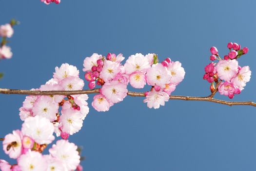 Cherry blossoms against a blue sky...