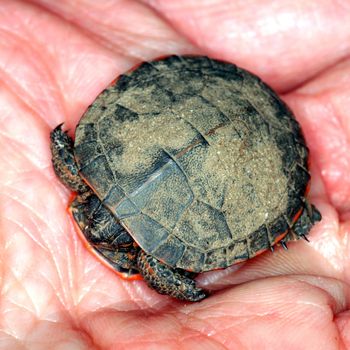 Baby Painted Turtle (Chrysemys picta) found in the midwest USA.