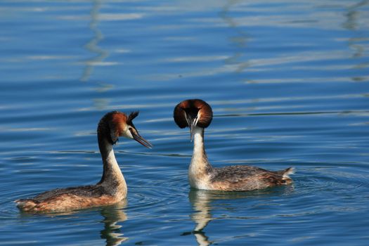 duck Gr�be hupp�