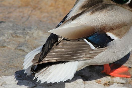 duck colvert