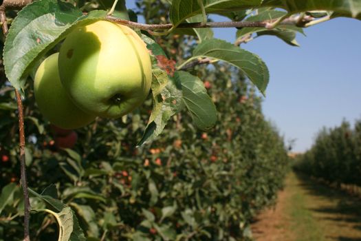 Apples on branch in orchard are ready to be harvested and served on market