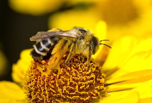 bumblebee on flower, macro shot