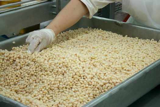 In laboratory of food procesing factory, worker checks seeds of beans