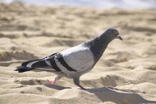 pingeon at the beach