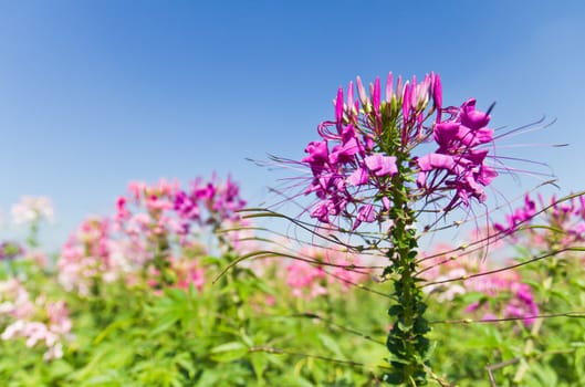 Pink flowers garden and blue sky