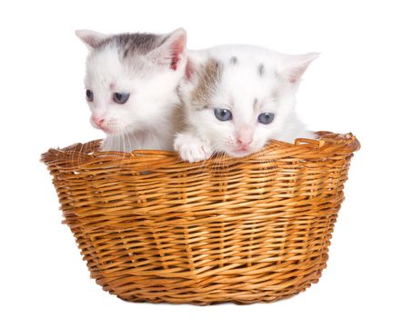 close-up two kittens sitting in basket, isolated on white