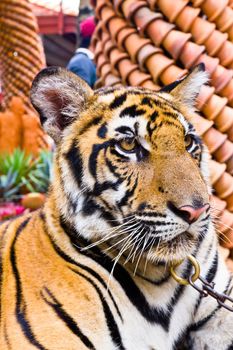 Tiger portrait in the zoo