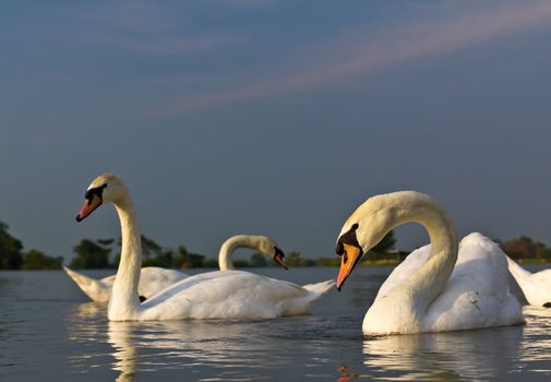 White swan in a lake at evening.