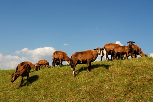 brown sheep on a hill