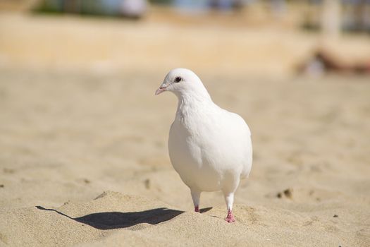 white pingeon at the beach