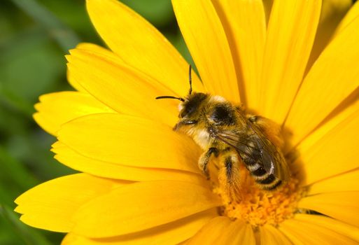 bumblebee collecting nectar on yellow flower