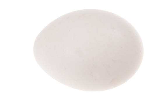 One egg, photo on the white background