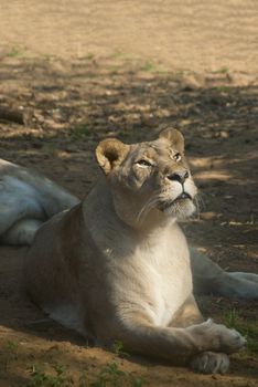 Female lion lying on the ground