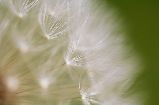 A close up view of a beautiful dandelion blossom in a fresh spring garden.