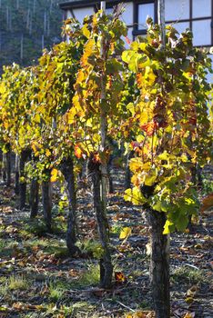 Grape field under the sun, Rheinland-Pfalz, Germany