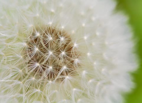 A close up view of a beautiful dandelion blossom in a fresh spring garden.