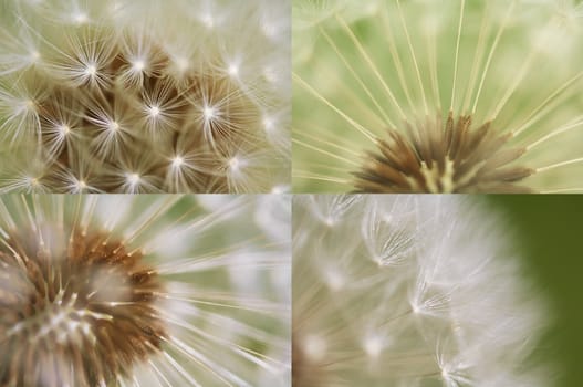 4 close up different views of a beautiful dandelion blossom in a fresh spring garden.