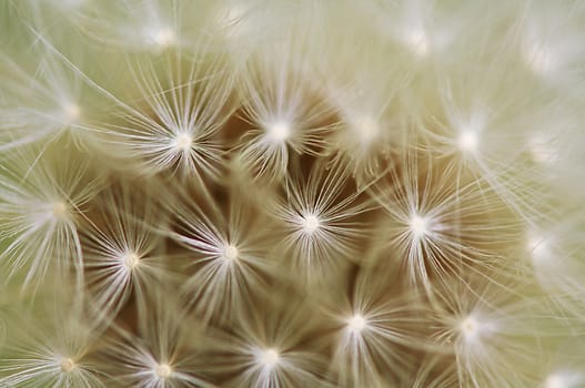 A close up view of a beautiful dandelion blossom in a fresh spring garden.