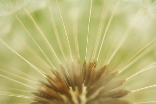 A close up view of a beautiful dandelion blossom in a fresh spring garden.