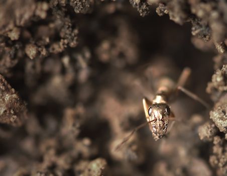 A close up view of a worker ant coming out of its nest in the ground. Ant is looking at the camera.