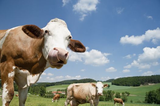 Cow with long tongue in beautiful landscape of upper austria