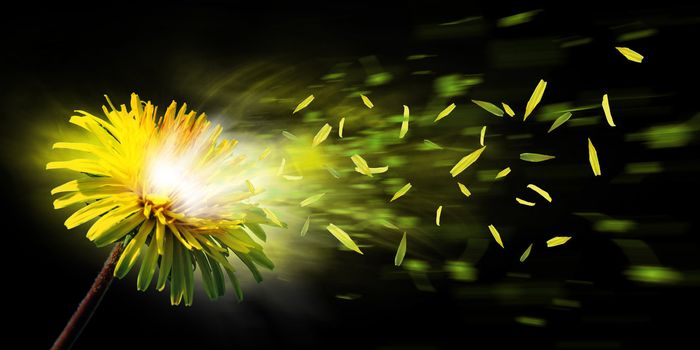 A nice yellow dandelion explode and the leaf is flying away