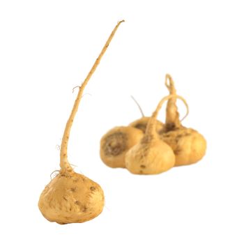 Peruvian Ginseng (Sp. Maca, lat. Lepidium meyenii) which is widely used in Peru for its various health effects and high nutritional value (Isolated) (Selective Focus, Focus on the root in the front)