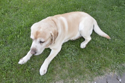 A dog lies on the ground