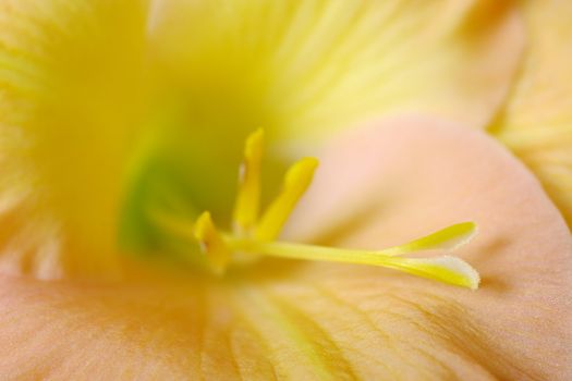 The macro of the stigma of a yellowish-pinkish colored gladiolus flower (lat. Gladiolus communis) (Very Shallow Depth of Field, Focus on the head of the stigma)