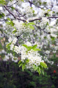 Spring in garden