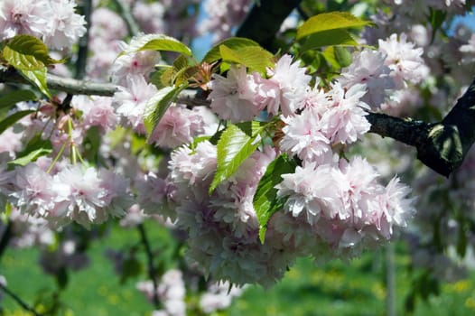 Spring in garden