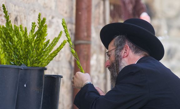 JERUSALEM - OCT 10 : An ultra-orthodox Jewish man inspects a "Hadas" branch in the "Four spesies" market in Jerusalem Israel on October 10 2011 , Hadas is one of the "Four spesies"  used during the celebration of Sukot