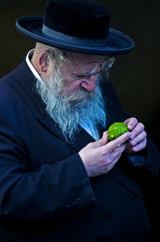 JERUSALEM - OCT 10 : An ultra-orthodox Jewish man inspects an "Etrog"   in the "Four spesies" market in Jerusalem Israel on October 10 2011 , Etrog is one of the "Four spesies"  used during the celebration of Sukot