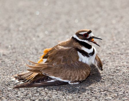 Killdeer birds lay their eggs on the ground by the side of roads and display an aggressive posture to ward of any dangerous animals