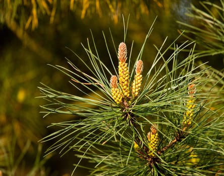 Pine cones sprouting blossoms in spring