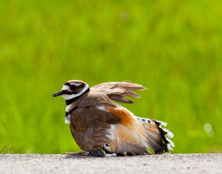 Killdeer birds lay their eggs on the ground by the side of roads and display an aggressive posture to ward of any dangerous animals