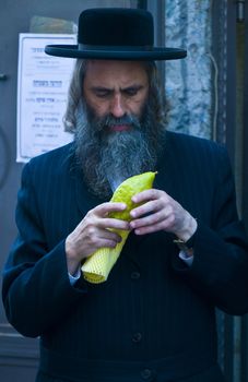 JERUSALEM - OCT 10 : An ultra-orthodox Jewish man inspects an "Etrog"   in the "Four spesies" market in Jerusalem Israel on October 10 2011 , Etrog is one of the "Four spesies"  used during the celebration of Sukot