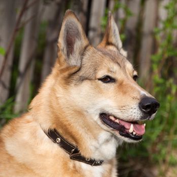 Hunting dog husky with red fur. Portrait