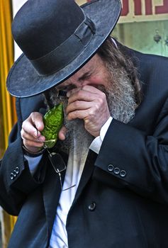 JERUSALEM - OCT 10 : An ultra-orthodox Jewish man inspects an "Etrog"   in the "Four spesies" market in Jerusalem Israel on October 10 2011 , Etrog is one of the "Four spesies"  used during the celebration of Sukot