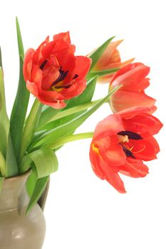 Tulips in a vase on a white background