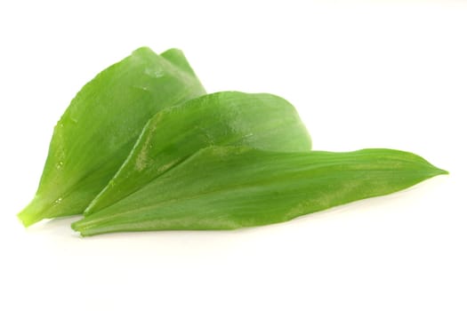 fresh green wild garlic leaves on white background