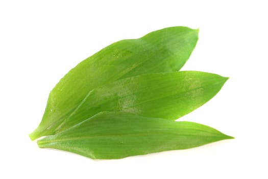 fresh green wild garlic leaves on white background