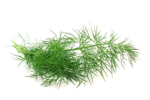 a branch of fresh green dill on a white background