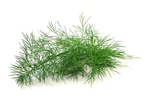 a branch of fresh green dill on a white background