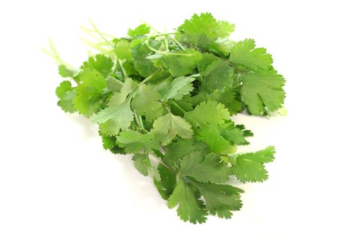 a bunch of fresh Coriander on a white background