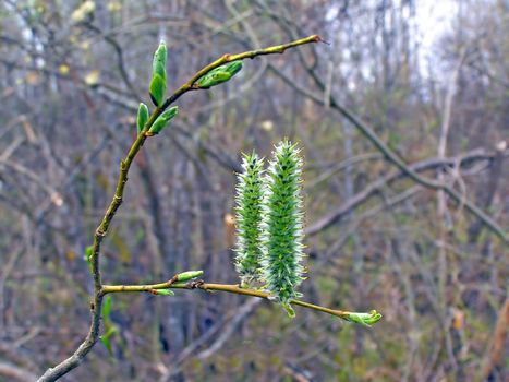 wood buds