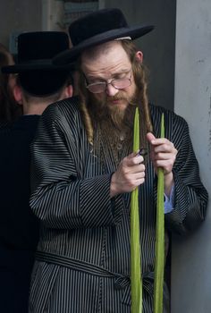 JERUSALEM - OCT 10 : An ultra-orthodox Jewish man inspects a Lulav in the "Four spesies" market in Jerusalem Israel on October 10 2011 , Lulav is one of the "Four spesies"  used during the celebration of Sukot