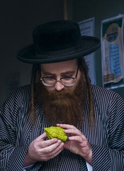 JERUSALEM - OCT 10 : An ultra-orthodox Jewish man inspects an "Etrog"   in the "Four spesies" market in Jerusalem Israel on October 10 2011 , Etrog is one of the "Four spesies"  used during the celebration of Sukot