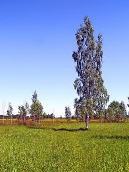 birches on green summer field